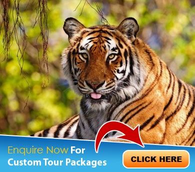 Corbett Tour Packages