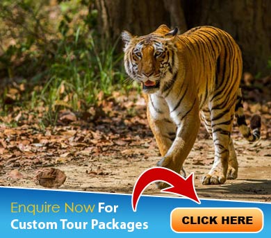 Corbett Tour Packages