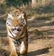 Corbett Tour Packages