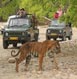 Corbett Tour Packages